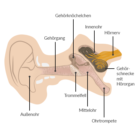 Aufbau des Ohres